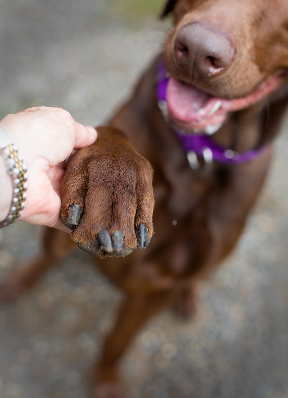 Shelter Dogs of Portland "PUDDING" Big Dog Lovers check him out