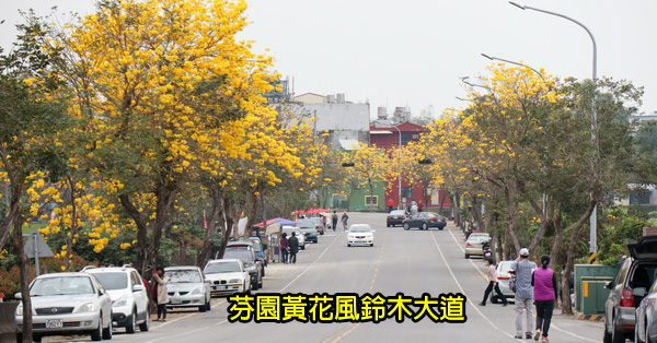 彰化芬園|2019芬園黃花風鈴木大道|全台最長黃金大道|寶藏寺旁 彰化芬園|2019芬園黃花風鈴木大道|全台最長黃金大道|寶藏寺旁