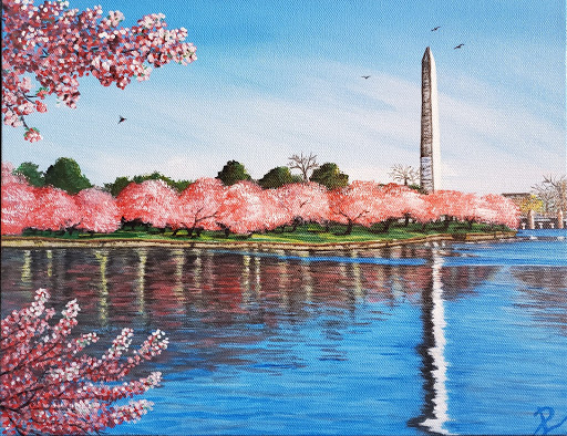 Cherry Blossoms in DC