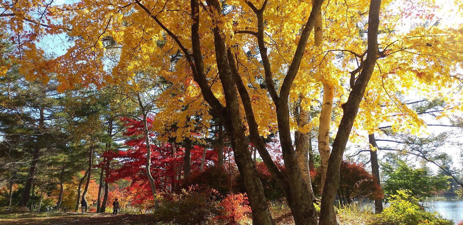 今日の美し松 蓼科湖 紅葉が見頃です