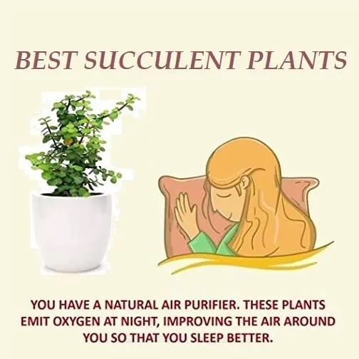 Best Succulent Plants Online in India | Best Desk Plants for Office