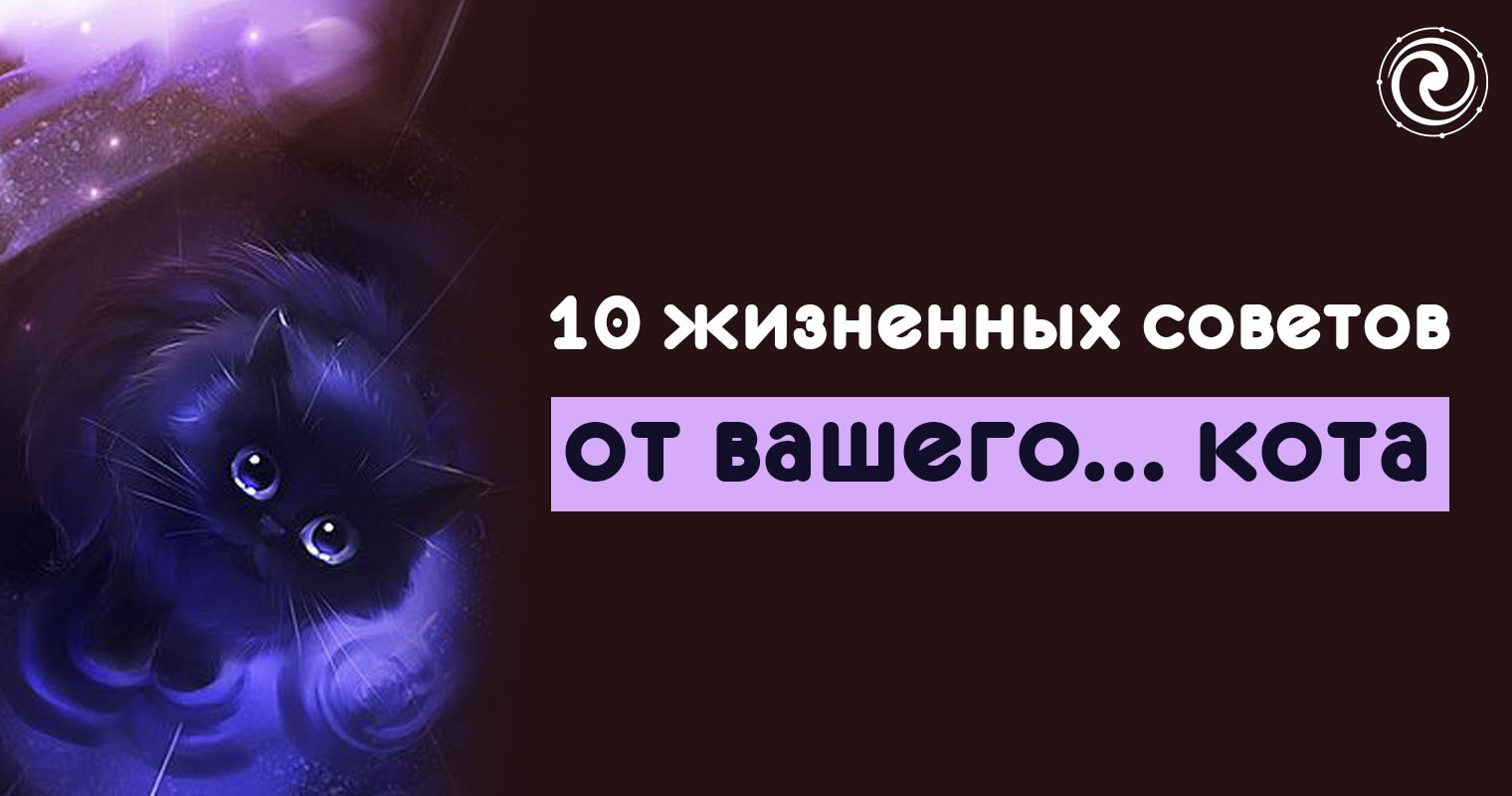 Asus virtual pet. Kitty z. как понять что ваш кот собирается вас убить. ваш кот 2. факты что кот собирается вас убить.