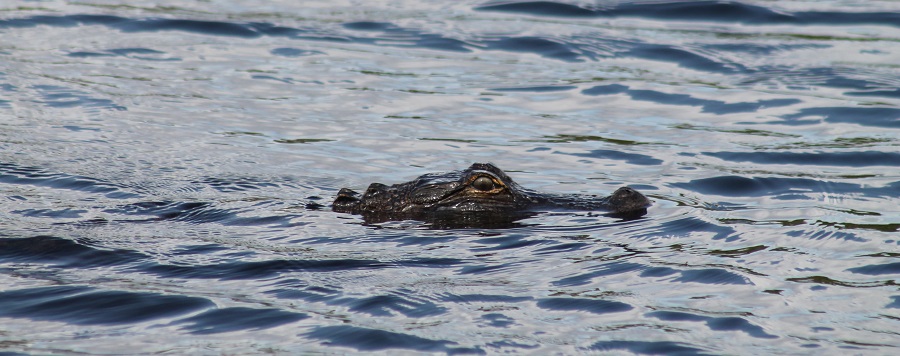 Alligator en el Kissimmee River Alligator en el Kissimmee River