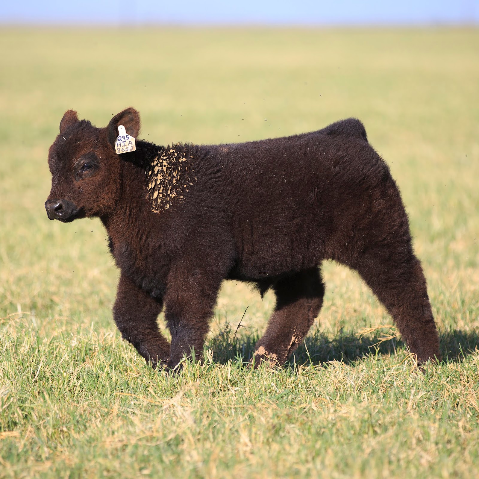 RCC Blog Brian Martin Show Cattle Embryo Sale