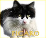 Figaro