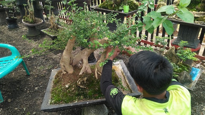 MEMILIH BONSAI DARI JENIS TANAMAN SANCANG UNTUK PEMULA