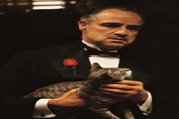 The cat held by Marlon Brando in The Godfather was a stray Francis Ford Coppola located on the Paramount Studios whole lot