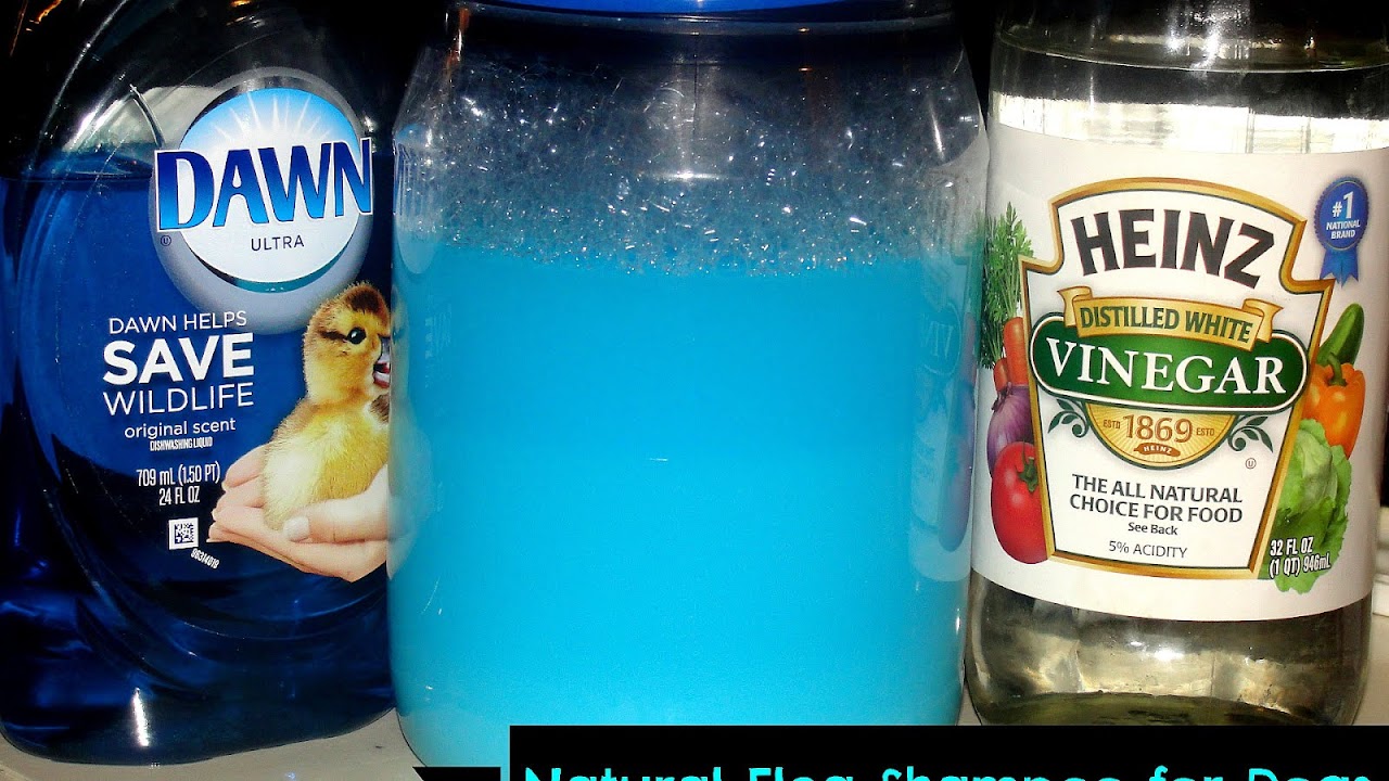 Can You Use Dish Soap To Wash A Dog Dish Choices