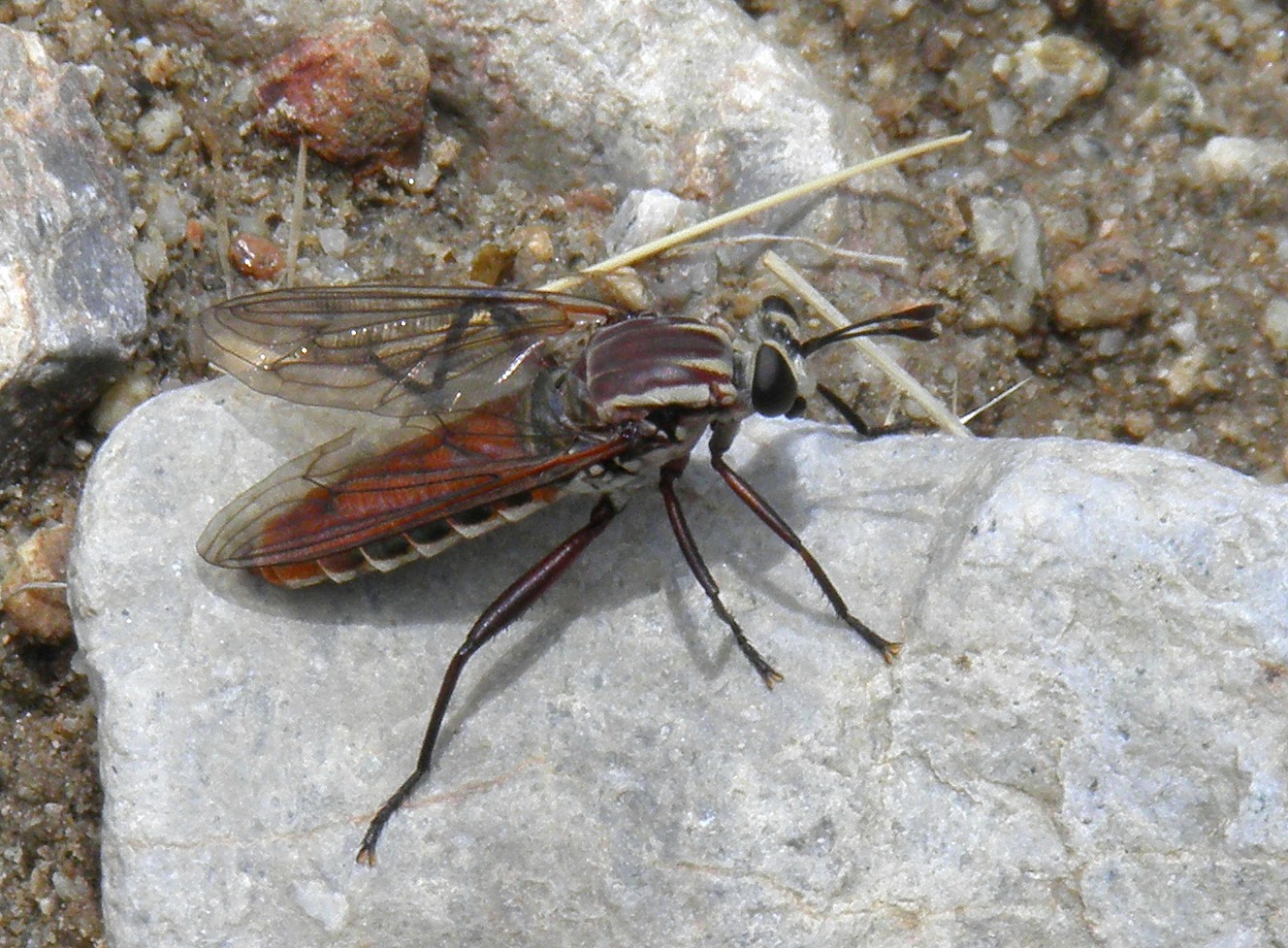 Arizona: Beetles, Bugs, Birds and more