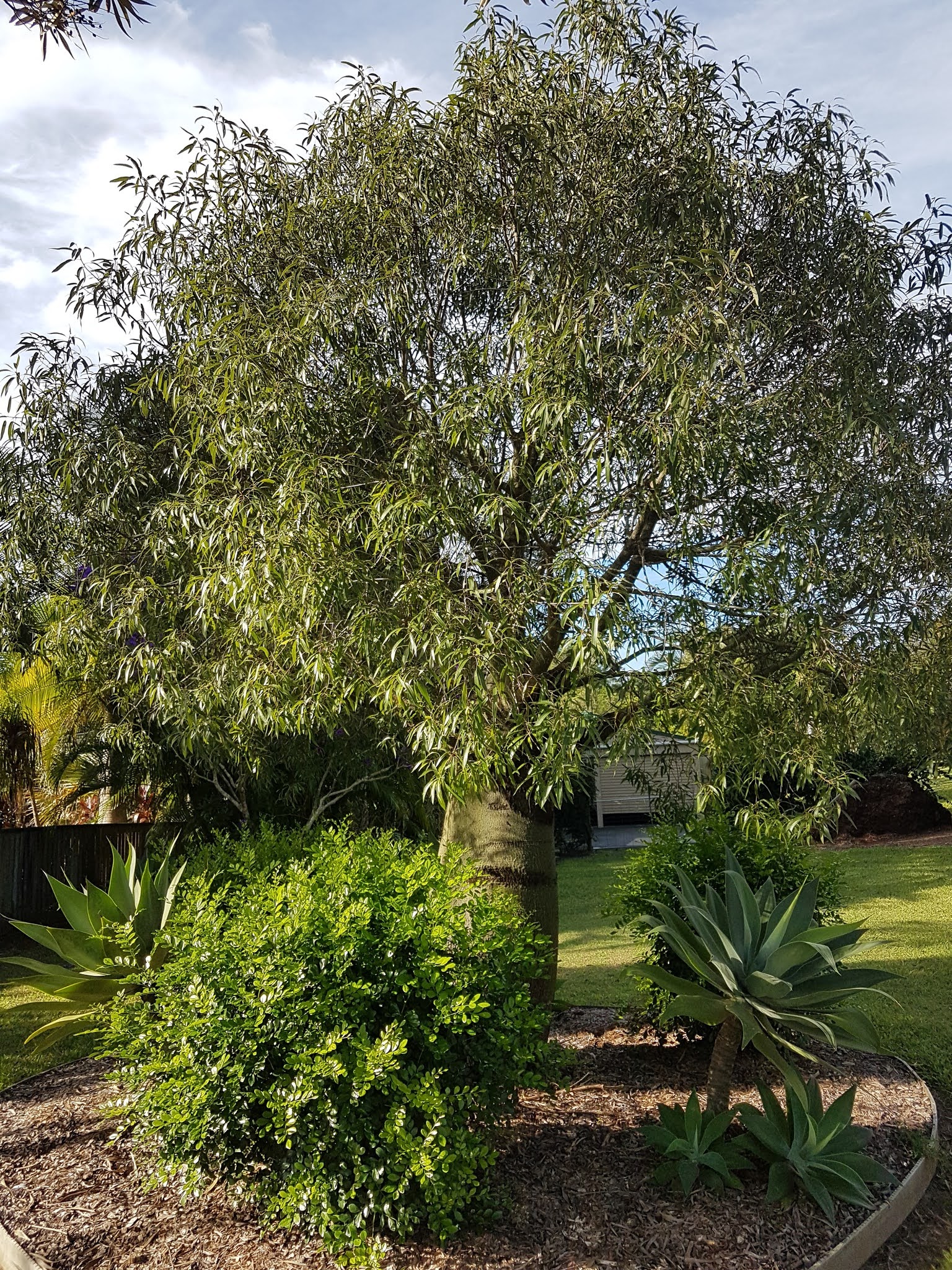 Xtremehorticulture of the Desert Bottle Tree? Kurrajong? Which is it?