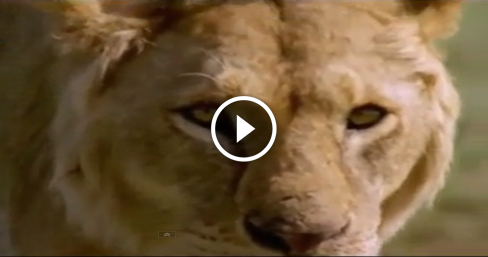 Lion vs Hyena Fight to Death ~ EnclavePakistan