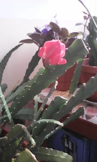 o specie de cactus inflorit