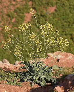 Brassica Oleracea atau kubis liar/sesawi liar