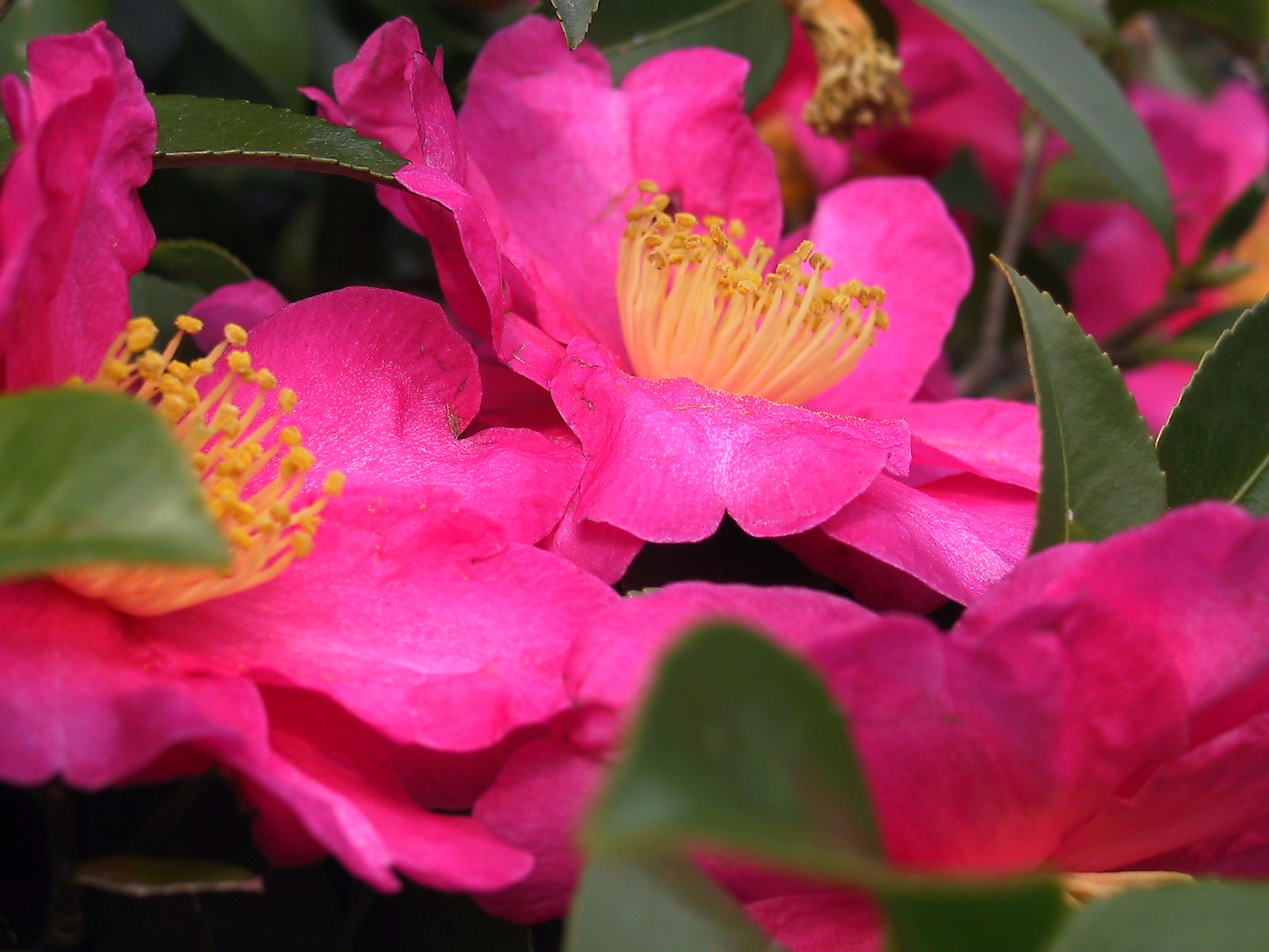 HOW DO YOU TAKE CARE OF A CAMELLIA BUSH? The Garden of Eaden