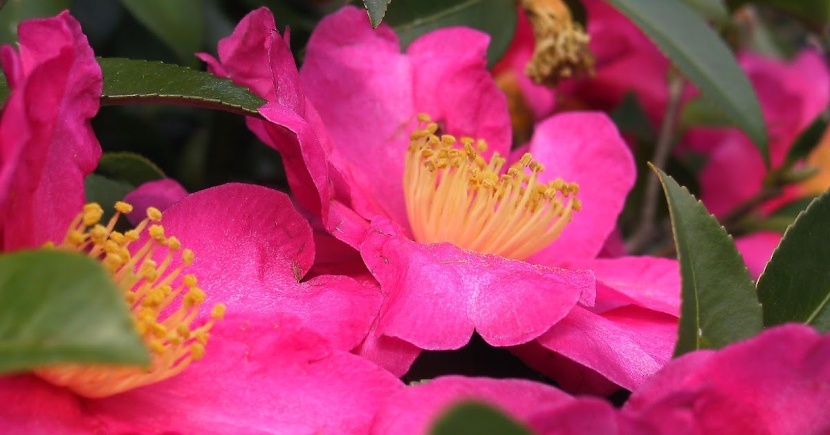 HOW DO YOU TAKE CARE OF A CAMELLIA BUSH? The Garden of Eaden