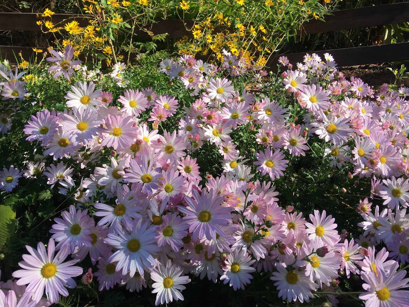 Lisa Bonassin's Garden Country Girl Mums and Swamp Sunflower October