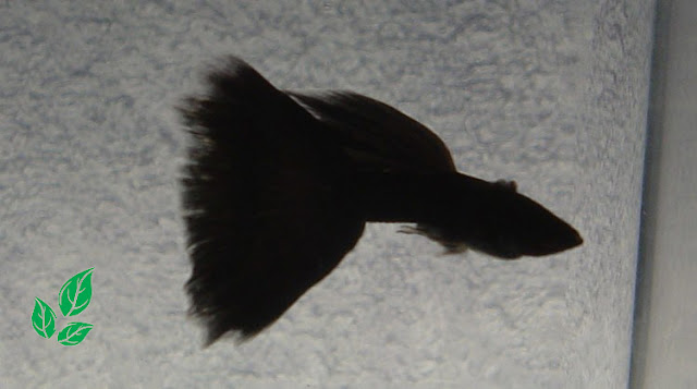 Jenis Guppy Black Moscow