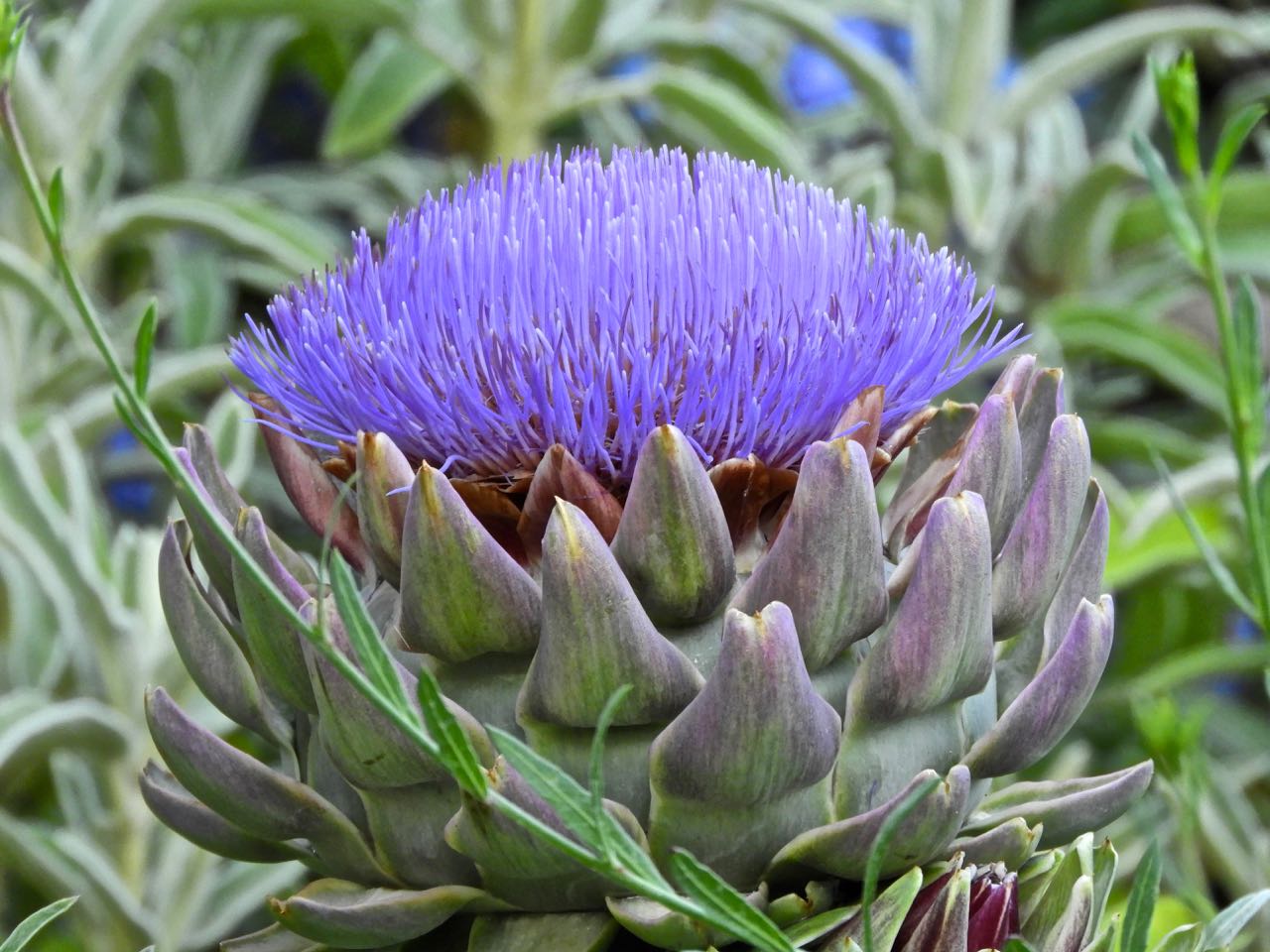 Phoenix Daily Photo Blooming Artichokes