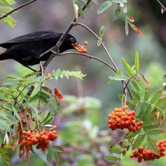 Rowan tree berries and blackbird