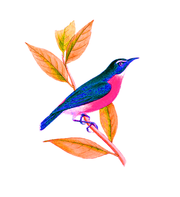 flying bird pic flying bird pic