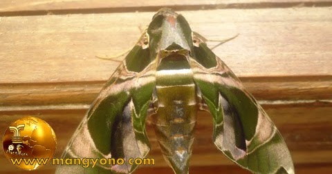 Pertanda Kupu Kupu Terbang Ke Rumah Kita