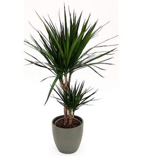 dracena marginata