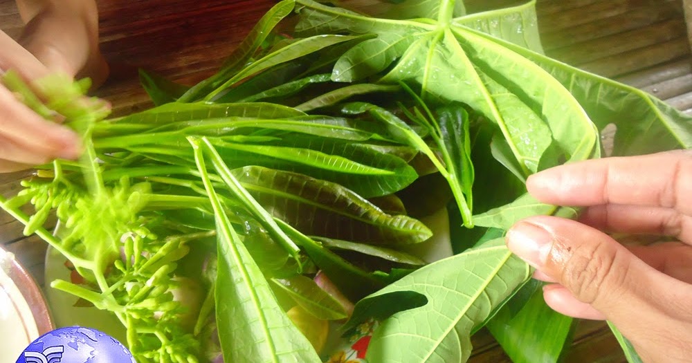 Lalapan Oplosan Daun Jambu Mete Dan Daun Bunga Pepaya