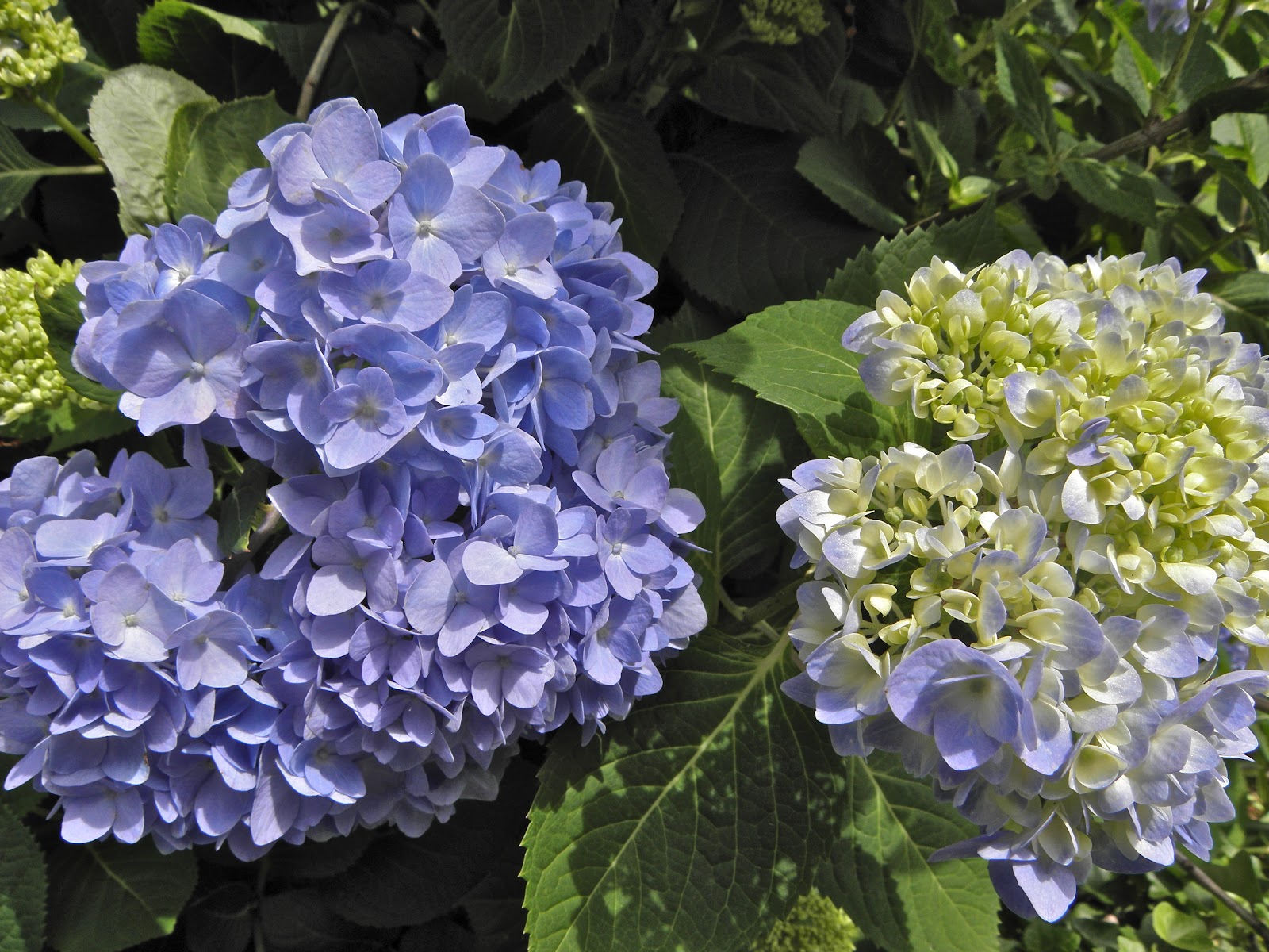 A Breath Of Fresh Air Blue Hydrangeas My Big Garden Love