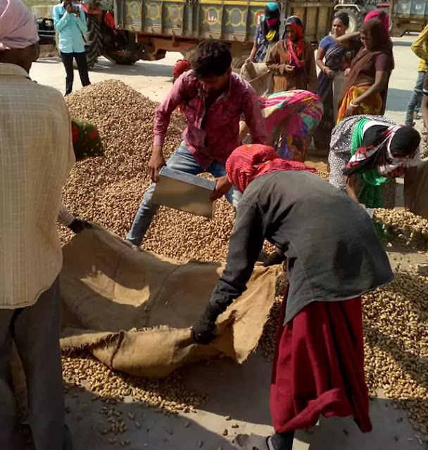 From market news of the growth of groundnut seeds agriculture in Gujarat peanut crop apmc market price good hope in future Gujarat farmer wait for groundnut good price