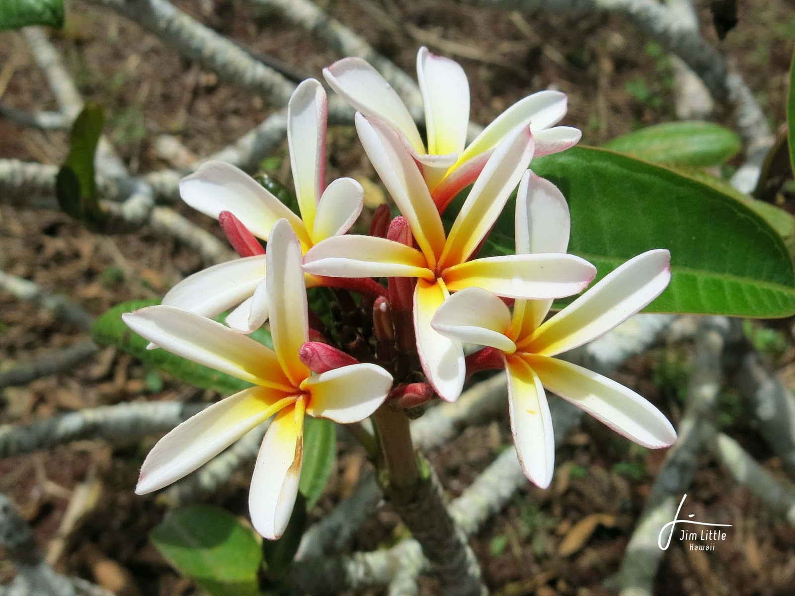 ヘレンウォルトシャイアー frangipani（プルメリア）縦63cm