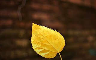 símbolos de otoño