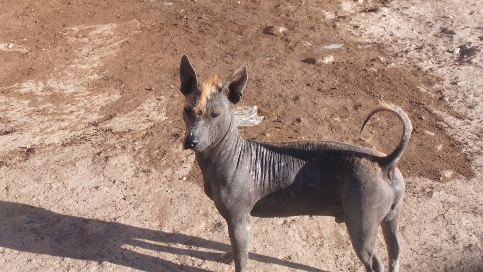 Südamerika Der peruanische Hund El perro de Peru