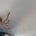 Vídeo angustiante registra momento em que piloto tenta pousar avião enquanto aranha gigante aparece ‘passeando’ pela cabine