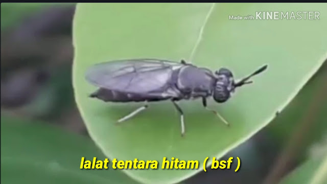 TIPS MENGAWALI BUDIDAYA BSF DARI NOL PANDUAN LENGKAP