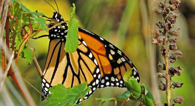 Comenzó la llegada de mariposas monarca a los santuarios de Edomex y Michoacán