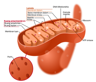 struktur mitokondria sebagai organel untuk respirasi