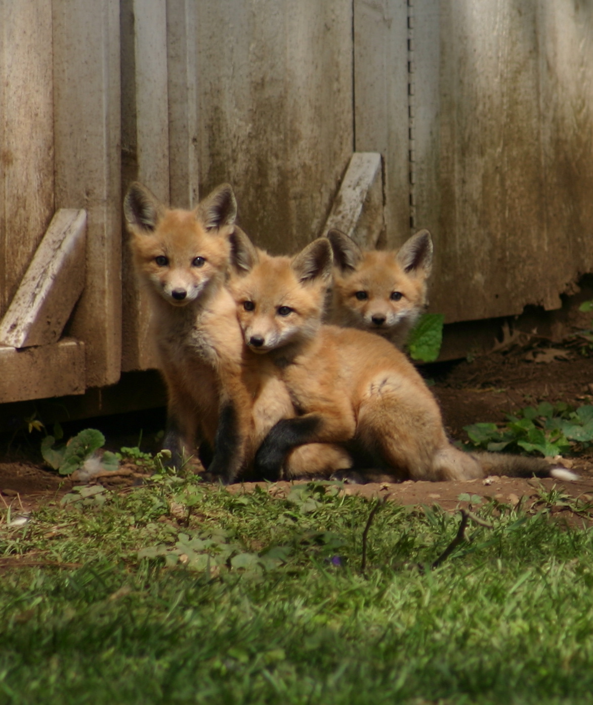 Webutante: Of Friends and Little Foxes