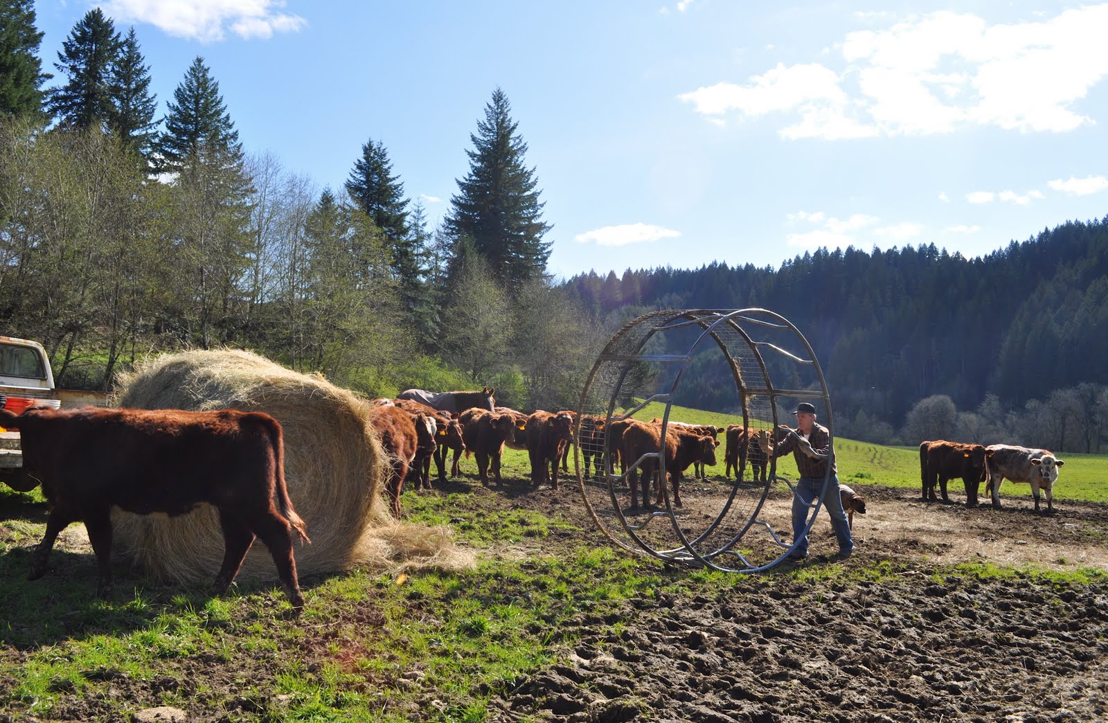 LuAnn Kessi Feeding Yearling Cattle...
