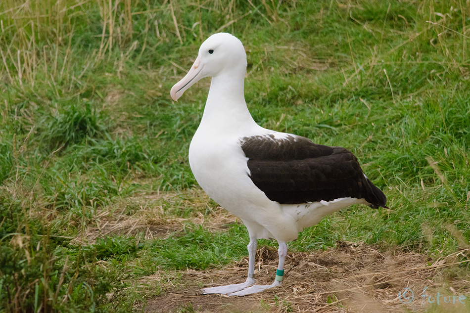 Foture Regentalbatross, Diomedea sanfordi