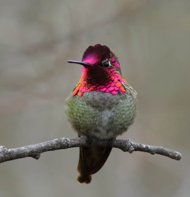 Photo of a male Anna's Hummingbird on a branch