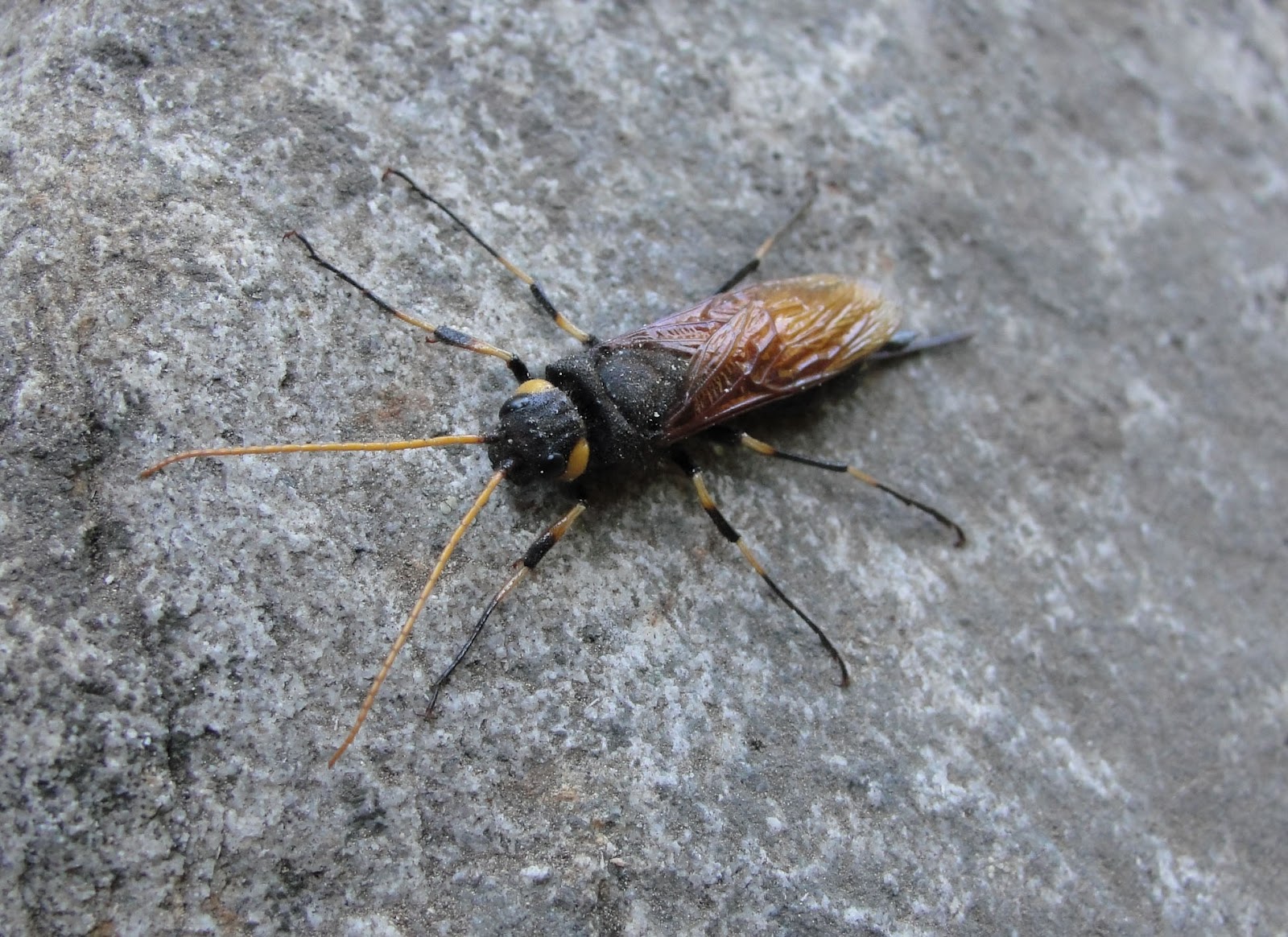 The Sam Wells Bug Page: Urocerus californicus