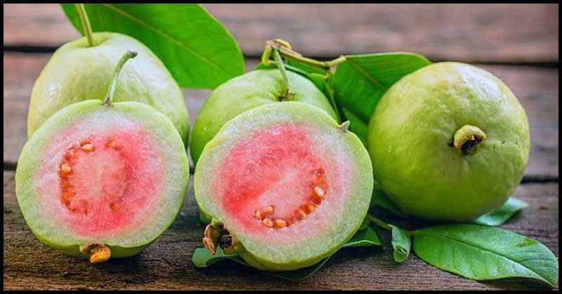 Guava: Medicinal Uses And Health Benefits Guava: Medicinal Uses And Health Benefits