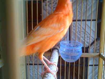 Jual Anakan Indukan Kenari Bandung Kenari Online Bandung