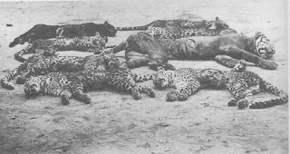 Rampokan'da 1900 dolaylarında yedi Cava leopar ve bir Cava kaplanı öldürüldü.