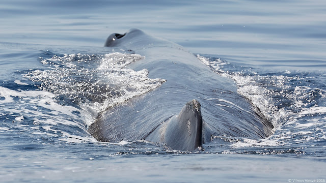 Deniz memelileri arasında olağandışı olan ispermeçet balinasının hava deliği kafanın sol tarafına çok eğimlidir.