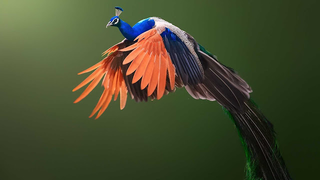 peacock wallpaper