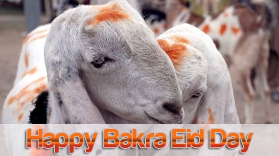 Bakra Eid -ul-Adha Zuha sms message wishes in english Urdu Hindi with images pictures Greetings Card Bakra Eid -ul-Adha Zuha sms message wishes in english Urdu Hindi with images pictures Greetings Card