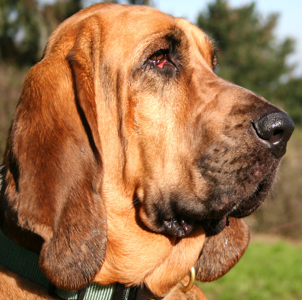 bloodhound dog, bloodhound dogs, about bloodhound dog, bloodhound dog appearance, bloodhound dog behavior, bloodhound dog color, caring bloodhound dog, bloodhound dog characteristics, bloodhound dog temperament, bloodhound dog origin, bloodhound dog history, bloodhound dog facts, feeding bloodhound dog, bloodhound dog lifespan, bloodhound dog as pets