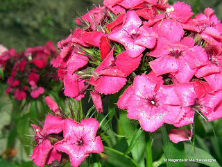 fleurs d'oeillets