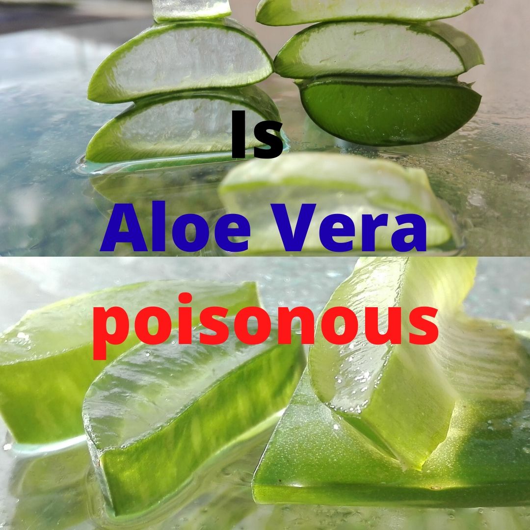 Is Aloe Vera Poisonous How To Eat Aloe Vera With Pictures How To is-aloe-vera-poisonous-how-to-eat-aloe-vera-with-pictures-how-to